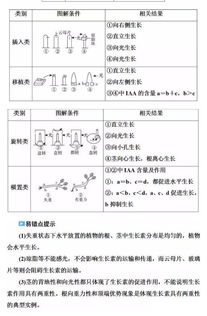 植物激素調(diào)節(jié)基礎(chǔ)知識(shí)