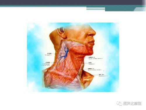 腹部彩超基礎(chǔ)知識