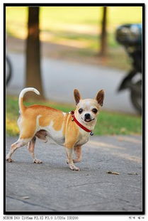 基礎(chǔ)知識,寵物,美容