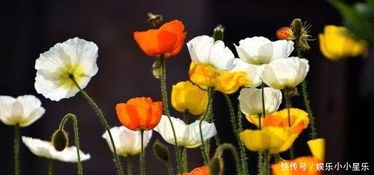 虞美人基礎(chǔ)知識