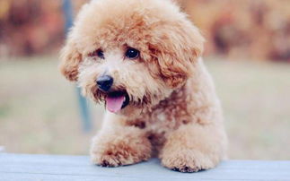 泰迪狗怎么養(yǎng)基礎(chǔ)知識