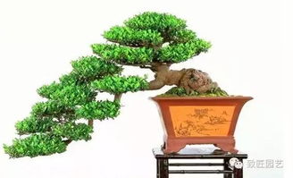 盆景的基礎(chǔ)知識(shí)