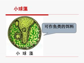 單細(xì)胞生物體基礎(chǔ)知識(shí)