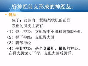 超全的人體解剖基礎(chǔ)知識匯總ppt