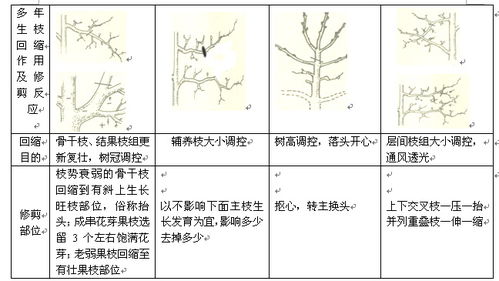 果樹修剪技術(shù)基礎(chǔ)知識